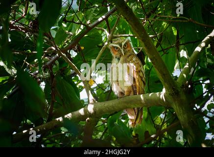 Haubeneule (Lophostrix cristata), Corcovado-Nationalpark, Osa-Halbinsel, Costa Rica, Mittelamerika Stockfoto