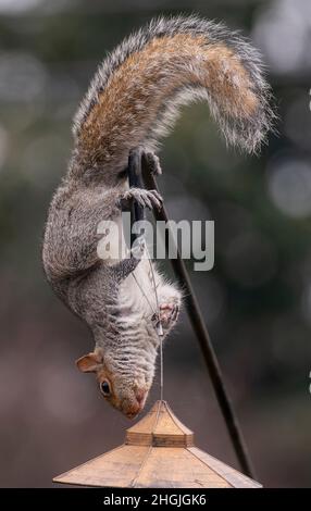 Ein Eichhörnchen baumelt kopfüber auf einem Futterhäuschen Stockfoto