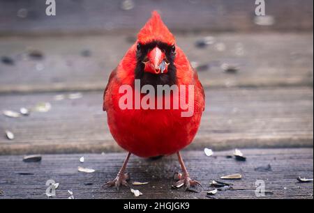 Reifer Rüde Northern Cardinal kommt auf dem Deck an Stockfoto