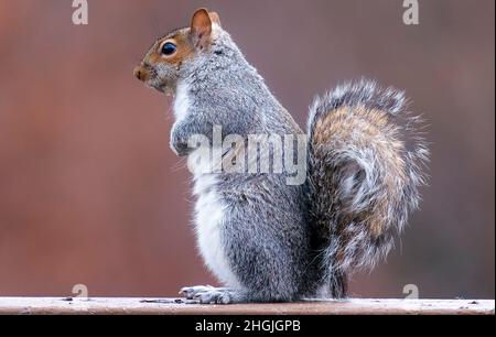 Ein Eichhörnchen schlägt eine Pose durch einen smaill Felsen im Hinterhof Stockfoto