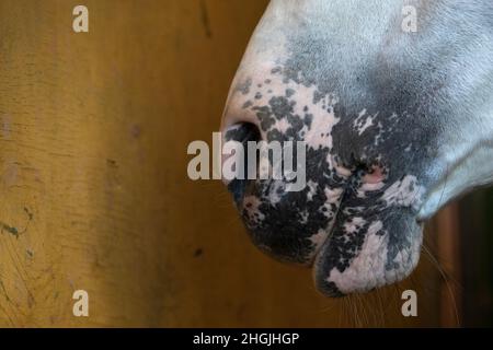 Detail der Schnauze eines spanischen Pferdehengstes mit Rosenhautflecken wegen Vitiligo Stockfoto
