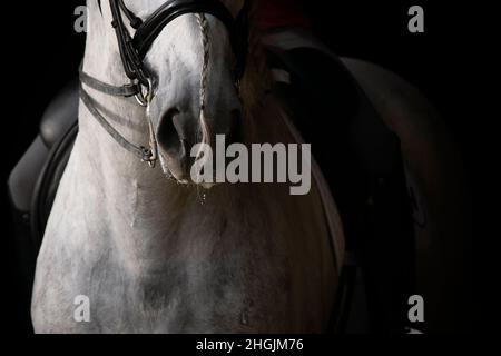 Nahaufnahme der Schnauze eines grauen spanischen Pferdes mit geflochtener langer Mähne in der Dressur Stockfoto