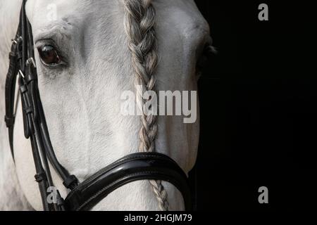 Nahaufnahme der Augen eines grauen spanischen Pferdes mit geflochtener langer Mähne Stockfoto