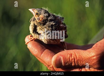 Braunes Cowbird-Küken in der Hand des Wildtierrangers Stockfoto