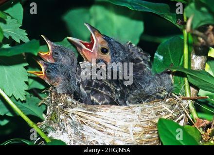 Braunes Kuhvogelkick im gelben Waldsänger-Nest Stockfoto