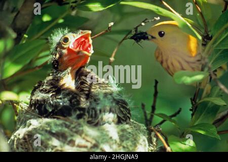 Braunes Kuhvogelkick im gelben Waldsänger-Nest Stockfoto