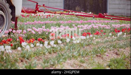 Traktor Spraying Chemikalien auf Tulpenblüten Plantation Stockfoto