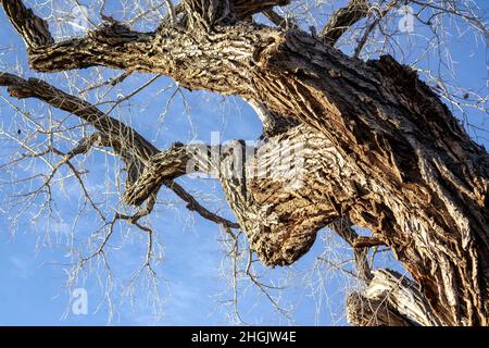 Strukturierter und verdrehten Baumstamm vor blauem Himmel Stockfoto