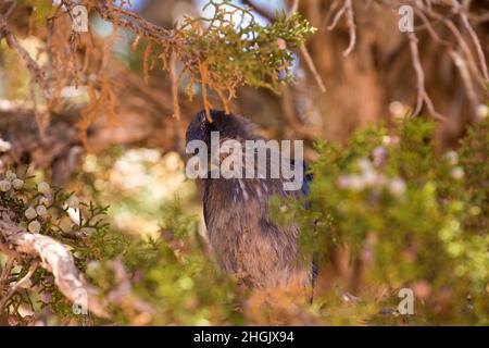 Nahaufnahme von Woodhouse's Scrub jay am Colorado National Monument Stockfoto