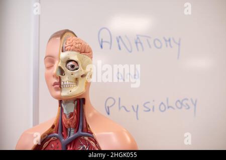 Ein Modell eines Menschen, das das Innere des Kopfes zeigt, in einer Anatomie- und Physiologiestunde Stockfoto