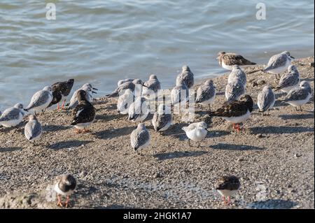 Futtersuche Sanderlinge (Calidris alpina) Stockfoto