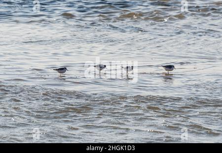 Stehende Sanderlinge (Calidris alpina) Stockfoto