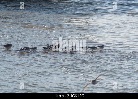 Stehende Sanderlinge (Calidris alpina) Stockfoto