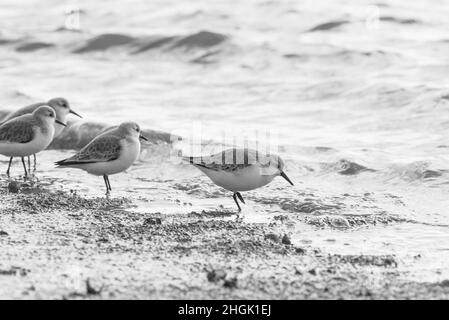 Futtersuche Sanderlinge (Calidris alpina) Stockfoto