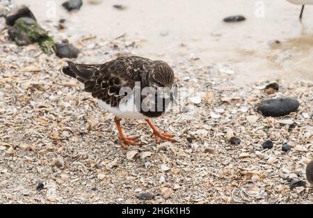 Die nahrungssuche Turnstone (Arenaria interpres) Stockfoto