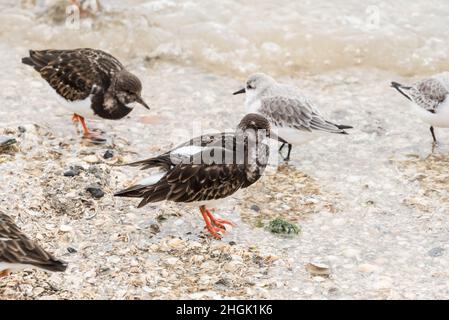 Die nahrungssuche Turnstone (Arenaria interpres) Stockfoto