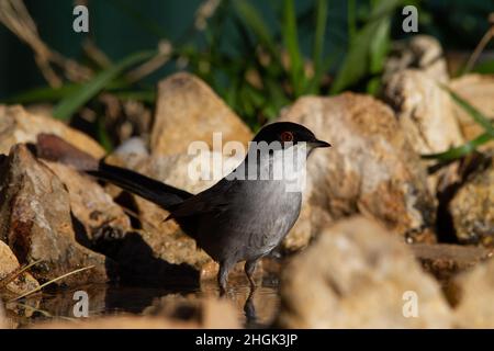 Sardischer Waldsänger badet am Ufer eines Flusses Stockfoto