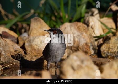 Sardischer Waldsänger badet am Ufer eines Flusses Stockfoto