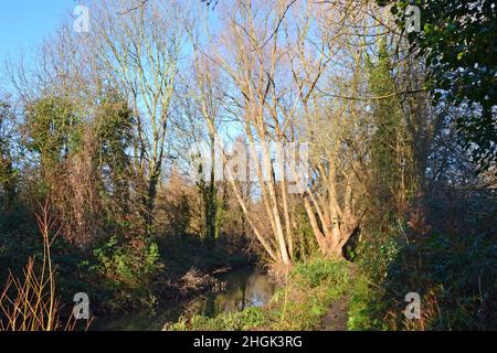 River Pool, ein Nebenfluss der Ravensbourne und der Themse, in Catford an einem Wintertag. Der Radweg verbindet Greenwich-Beckenham über Lewisham. Stadtstrom Stockfoto