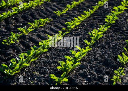 Im Frühjahr wächst auf dem Bauernfeld die Zuckerrübe. Landwirtschaft. Stockfoto