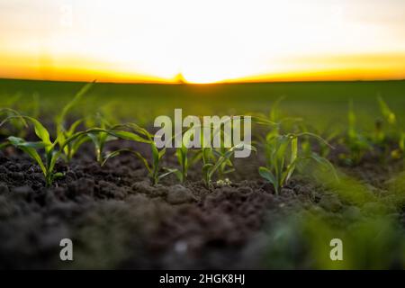 Hintergrundbeleuchteter junger Maiskeimling, der im Frühjahr auf dem Maisfeld wächst. Stockfoto