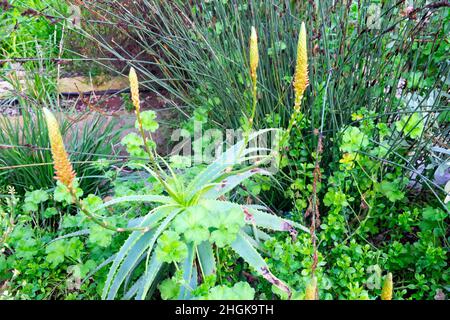 Aloe arborescens in Blüte mit spikey orangen Blumen wächst im Great Glass Haus im Winter im National Botanic Garden Wales UK KATHY DEWITT Stockfoto