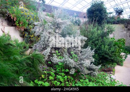 Erica canaliculata ein immergrüner Strauch in Blütenblüte im Great Glass House im National Botanic Garden of Wales Winter Januar UK KATHY DEWITT Stockfoto