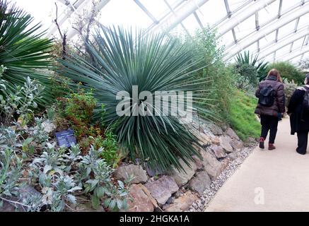 Yucca whipplei oder die Kerze unseres Herrn immergrüner Strauch wächst im Gewächshaus Besucher Menschen im National Botanic Garden of Wales Großbritannien 2022 KATHY DEWITT Stockfoto
