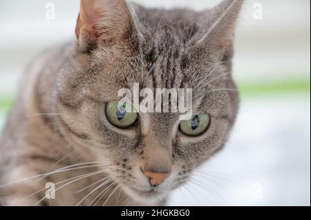 Porträt einer grauen europäischen Hauskatze mit schwarzen Streifen und grünen Augen Stockfoto