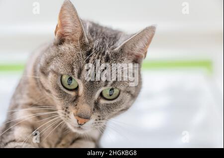 Porträt einer grauen europäischen Hauskatze mit schwarzen Streifen und grünen Augen Stockfoto