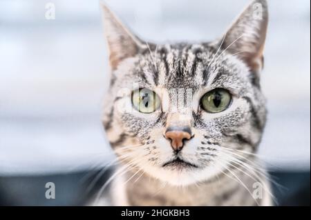 Porträt einer grauen europäischen Hauskatze mit schwarzen Streifen und grünen Augen Stockfoto