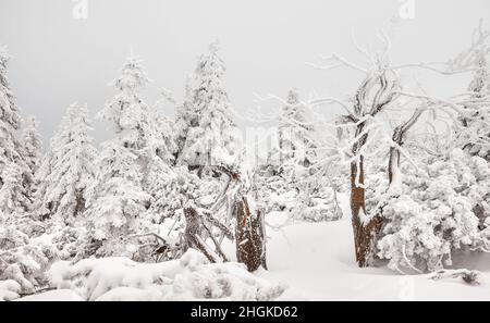 Schöne Winterberglandschaft mit schneebedeckten Bäumen. Stockfoto