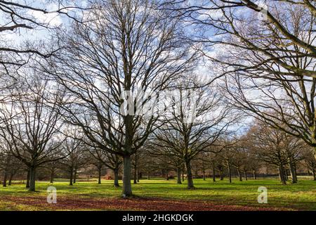 Kleine Plantage mit Bäumen gegenüber dem York Club im Windsor Great Park Village, Windsor, Berkshire, Großbritannien. Stockfoto