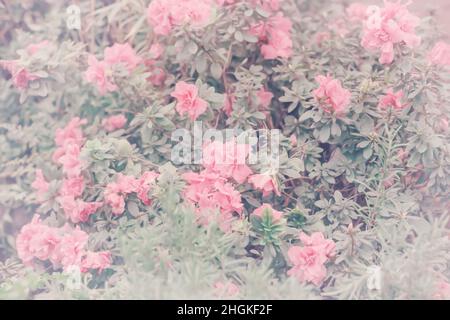 Romantische rosa Azaleen-Blüten oder Rhododendronblüten im Frühlingshintergrund. Ideal für Tapete, Hochzeit oder valentinstag Karte, Einladung. Stockfoto