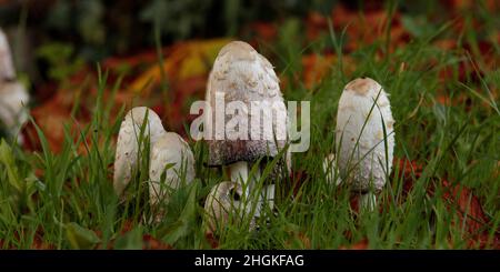 Shaggy Tinte Cap Mushroom Stockfoto