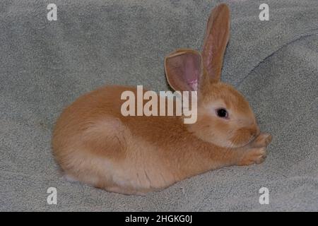 Baby British Giant Kaninchen sehr ruhig und sieht niedlich auf einem grauen Handtuch mit einem roten Auge und Ingwer gefärbten Fell sitzen Stockfoto