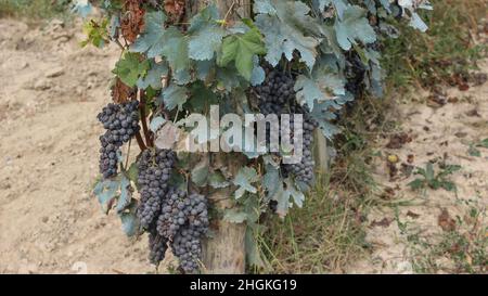 Große Trauben von schwarzen nebbiolo-Trauben mit Schwefelpulver auf den Blättern in einem Weinberg Stockfoto