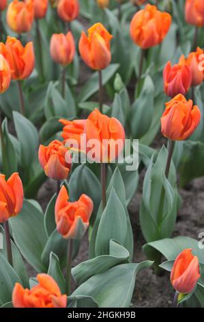 Orange Triumph Tulpen (Tulipa) die Eremitage blüht im März in einem Garten Stockfoto