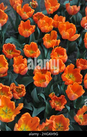 Orange Triumph Tulpen (Tulipa) die Eremitage blüht im April in einem Garten Stockfoto