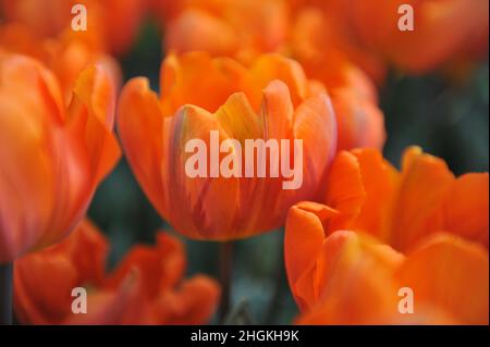 Orange Triumph Tulpen (Tulipa) die Eremitage blüht im April in einem Garten Stockfoto