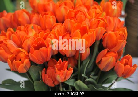 Ein Strauß oranger Triumph Tulpen (Tulipa) Hermitage in einem Garten im April Stockfoto