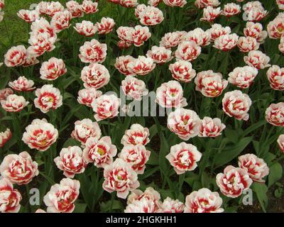 Rot-weiße Pfingstrose im April blüht der Horizont der Double Late Tulpen (Tulipa) in einem Garten Stockfoto