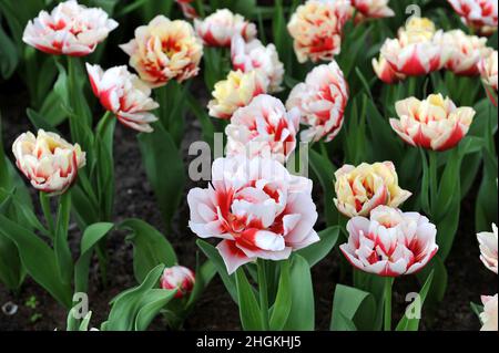 Rot-weiße Pfingstrose im April blüht der Horizont der Double Late Tulpen (Tulipa) in einem Garten Stockfoto