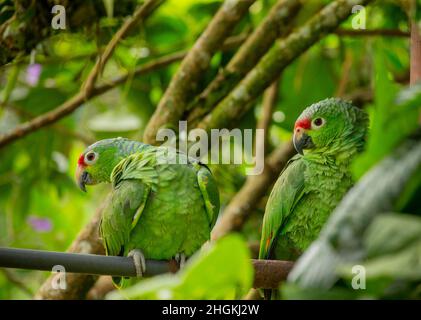 Rotfärbige Papageien (Amazona autumnalis), ein Paar, sitzend Stockfoto