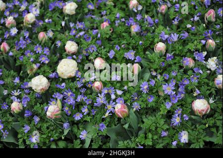 Weiß mit rosa erröten Pfingstrosen-blühenden Tulpen (Tulipa) Eis und Winterwindblume (Anemone blanda) blühen im April in einem Garten Stockfoto