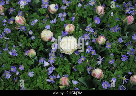 Weiß mit rosa erröten Pfingstrosen-blühenden Tulpen (Tulipa) Eis und Winterwindblume (Anemone blanda) blühen im April in einem Garten Stockfoto