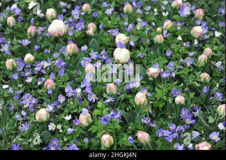 Weiß mit rosa erröten Pfingstrosen-blühenden Tulpen (Tulipa) Eis und Winterwindblume (Anemone blanda) blühen im April in einem Garten Stockfoto