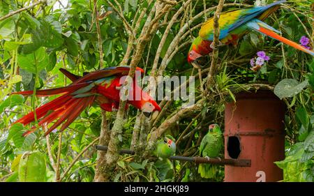 Scharlachroter Ara (Ara macao) und Rotlored Papagei (Amazona autumnalis) kämpfen Stockfoto