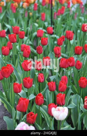 Rote Triumph Tulpen (Tulipa) Ile de Design mit buntem Laub blühen im März in einem Garten Stockfoto