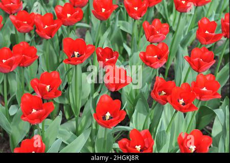 Rote Triumph Tulpen (Tulipa) die Ile de France blüht im April in einem Garten Stockfoto